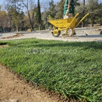 چمن رولی طبیعی اسپرت | فستوکا
