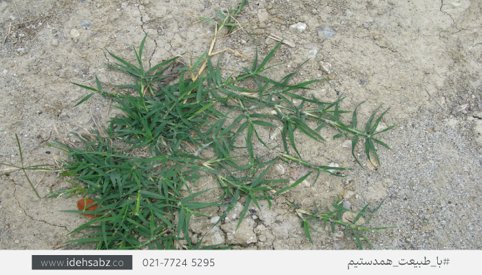 چمن خزنده برموداگراس | Bermuda Grass