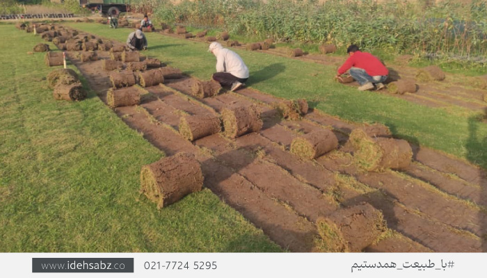 کاشت چمن برموداگراس به صورت رولی (SOD)