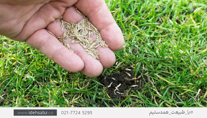 آموزش کاشت بذر برموداگرس