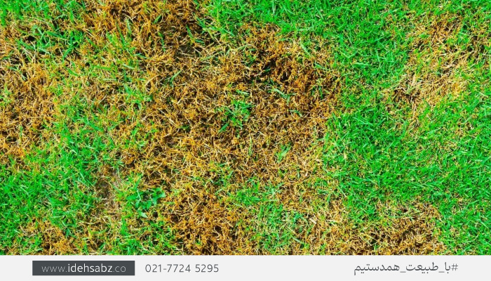 آشنایی با آفات برمودا آفریقایی