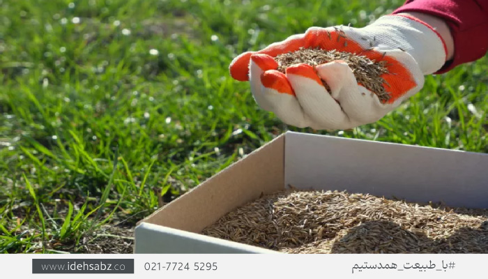 آموزش نگهداری از برموداگرس
