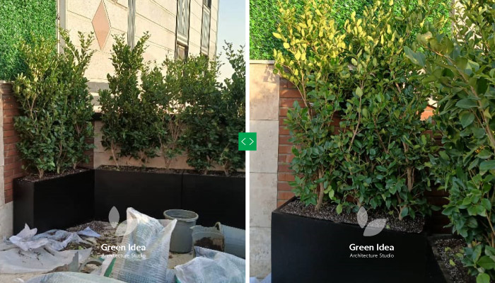 نمونه کار | فلاورباکس و گیاه یاس هلندی در تراس سبز