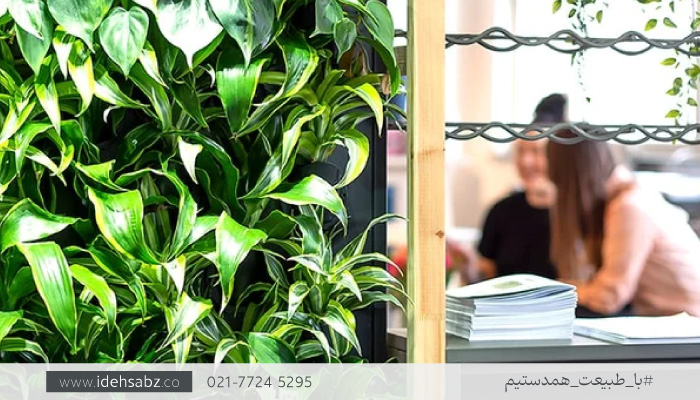 گیاهان گرین وال | دراسینا کامپکت