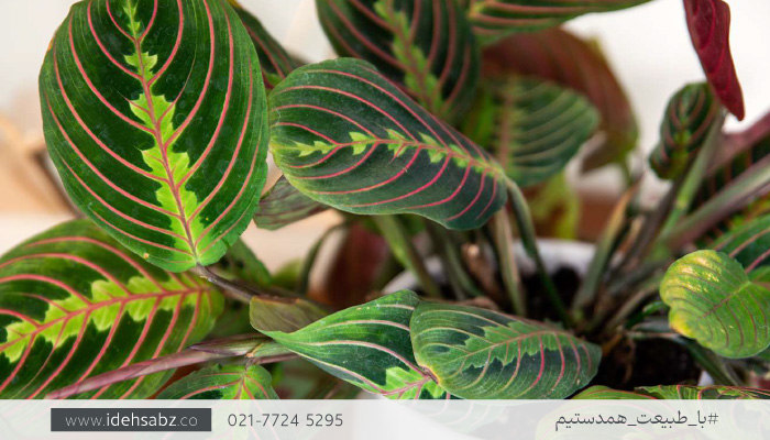 گیاه مانترا | گیاهان دیوار سبز داخلی