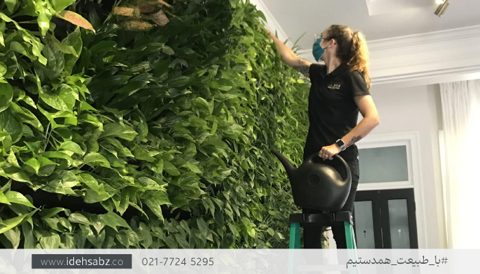 آبیاری گیاهان دیوار سبز | ایده سبز
