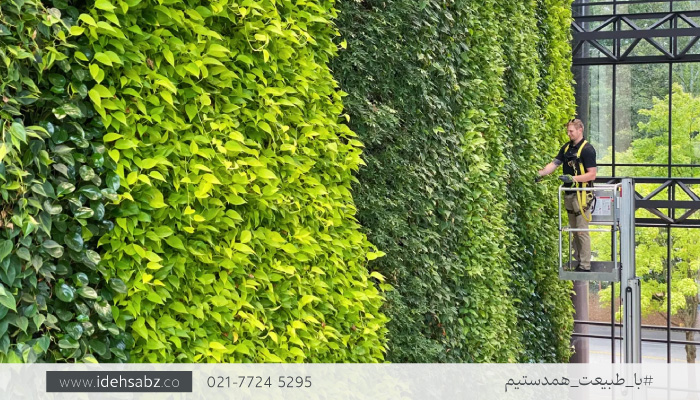 هرس و نگهداری گیاهان دیوار سبز | ایده سبز