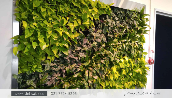 انتخاب بهترین گیاهان گرین وال | پتوس