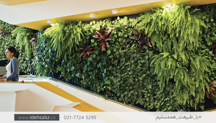 اتخاب بهترین گیاهان دیوار سبز | سرخسها