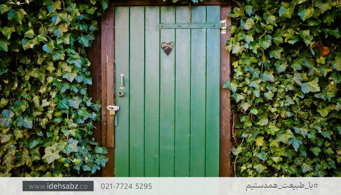 گیاه پاپیتال | گیاهان رونده دیوار سبز