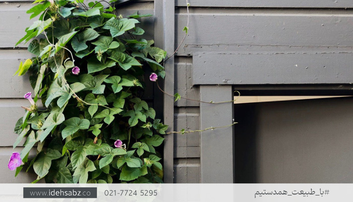 گیاه نیلوفر پیچ |گیاهان گرین وال