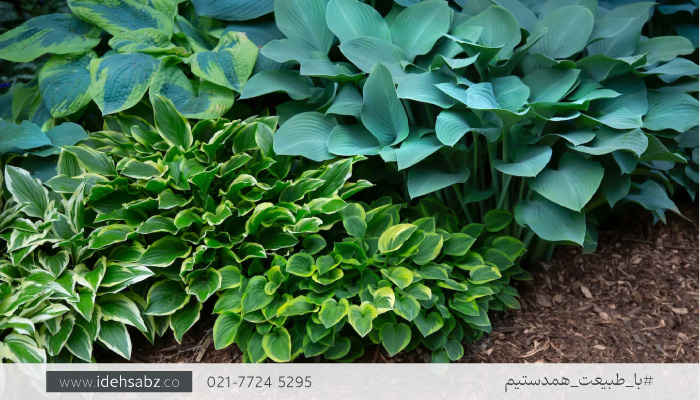 گیاه هوستا | گیاه مناسب گرین وال