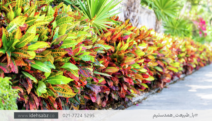 گیاه کروتون | گیاه مناسب گرین وال