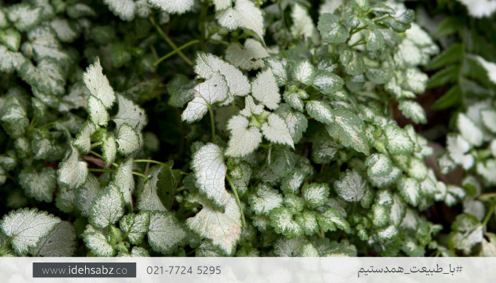 گیاه لامیوم | بهترین گیاهان دیوار سبز