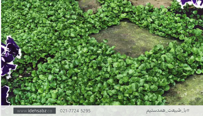 عمر مفید شبدر آفریقایی | طول عمر چمن آفریقایی