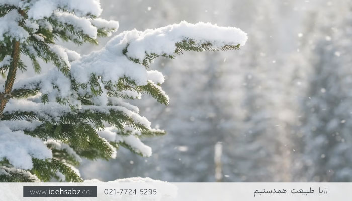 درختان مقاوم به سرما | گیاهان مناسب مناطق سردسیر