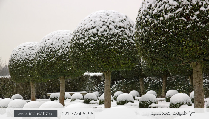 آشنایی با درختان مقاوم به سرما | ایده سبز