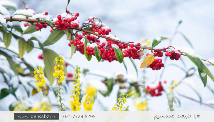 درختچه پیراکانتا | درختان سردسیر