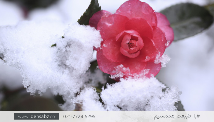 گل‌های مقاوم به هوای سرد کوهستانی | ایده سبز