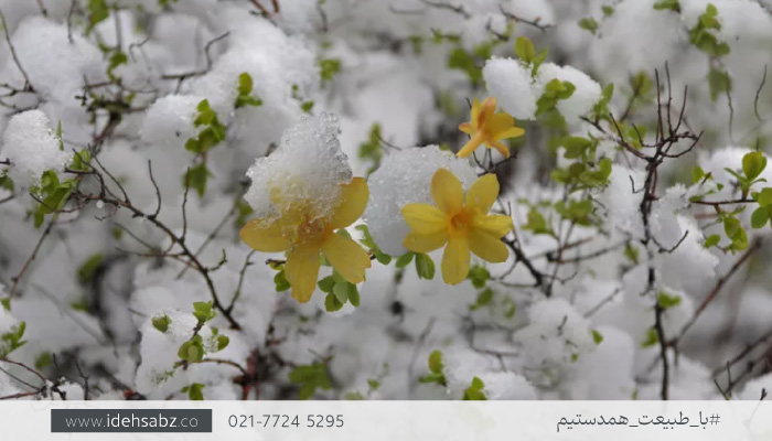 درختچه یاسمن زمستای | لیست درختان سردسیری