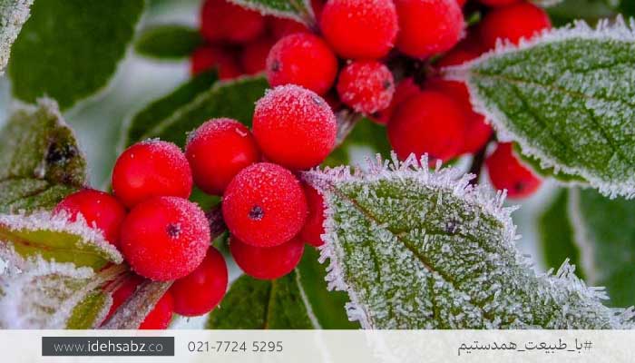 لیست درختان سردسیری | گیاهان مناطق کوهستانی