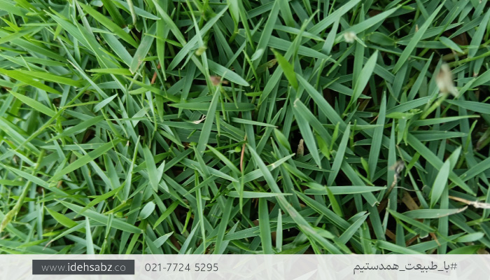 چمن خزنده برموداگراس | Bermuda Grass