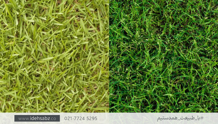 خواب زمستانی چمن برمودا گرس | عمر چمن برموداگراس