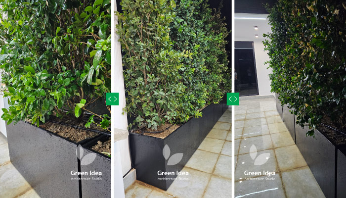 نمونه کار | اجرای تراس سبز یا بالکن سبز ماهدشت