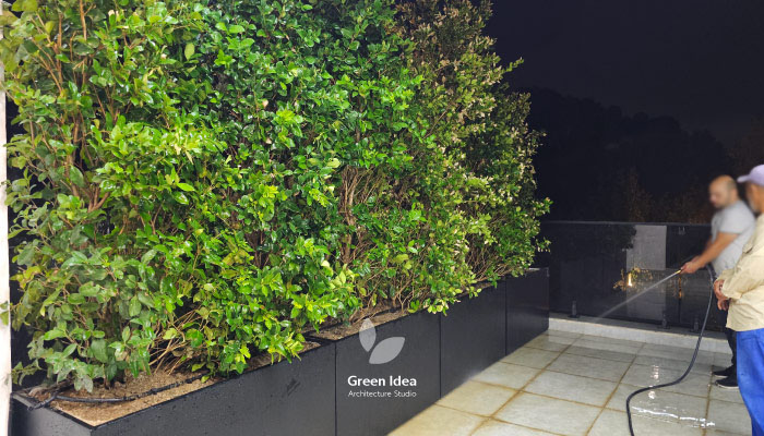 نمونه کار | کاشت یاس هلندی در تراس سبز ماهدشت