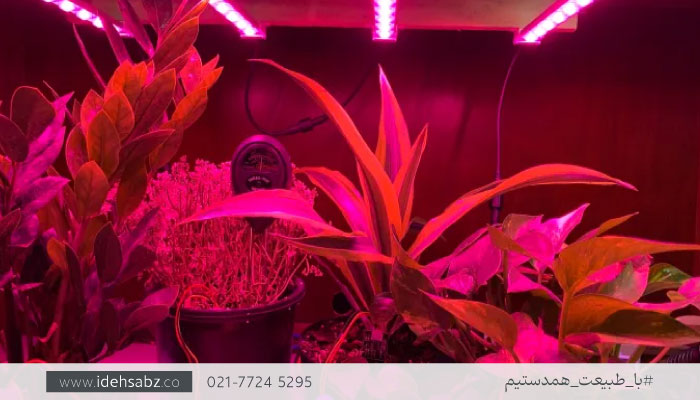 &nbsp;نور&zwnj;های رشد گیاه&nbsp;| ویلای هوشمند 