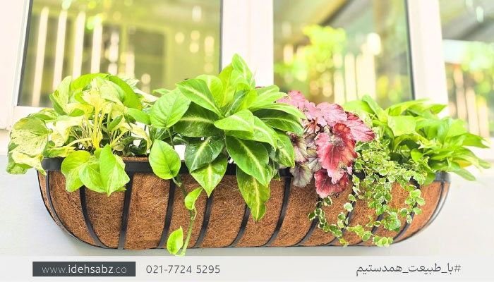 فلاور باکس دیواری | فلاور باکس دیواری فضای خارجی