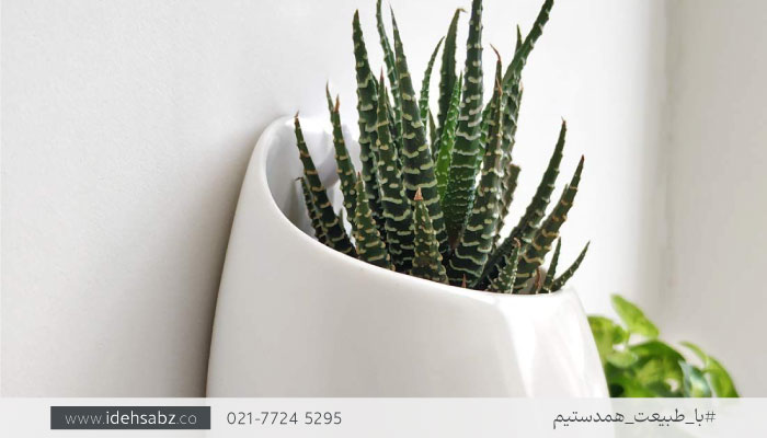 فلاورباکس سفالی | گیاهان مناسب فلاور باکس دیواری