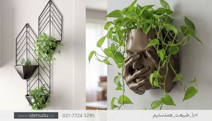 گیاه پتوس | گیاهان مناسب فلاورباکس دیواری