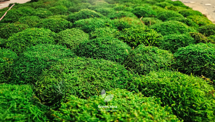 خزه تثبیت شده برای ساخت ماسوال در شرکت لبنیاتی کاله