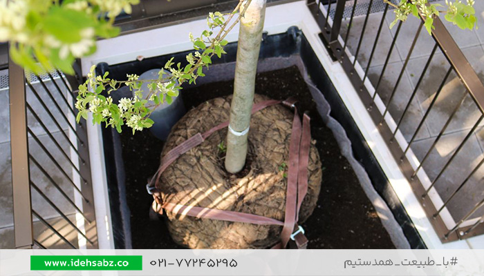 جابجایی درخت به روش روت بال | ایده سبز