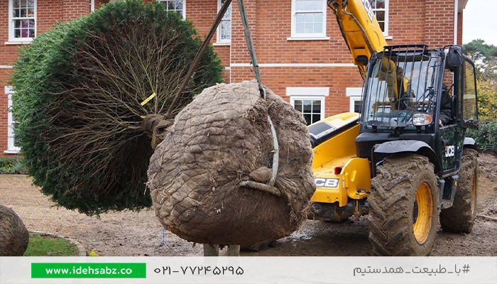روت بال درختان بالغ | شرکت ایده سبز