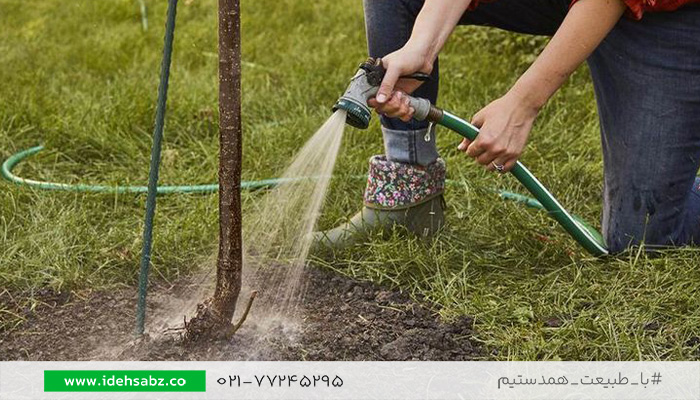 آبیاری درخت روت بال شده | شرکت ایده سبز