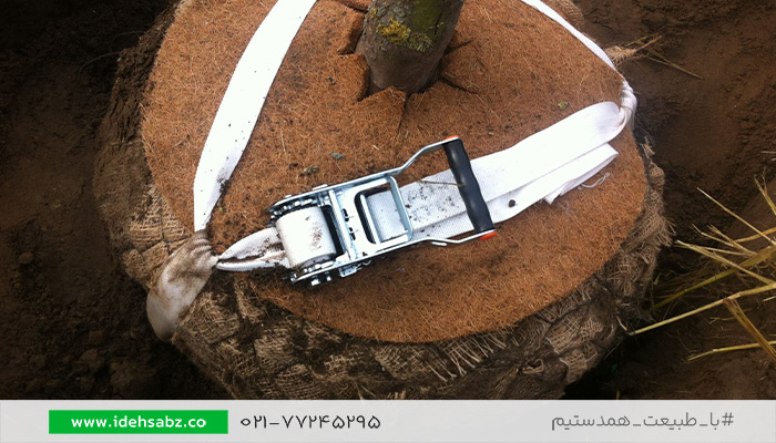 مراقبتهای بعد از جابجایی درخت | شرکت ایده سبز