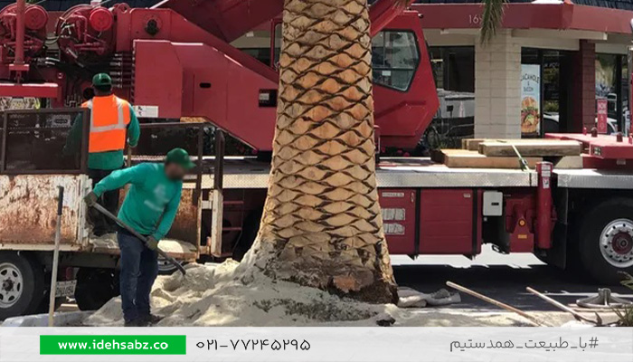 انتقال درخت به روش روتبال | ایده سبز