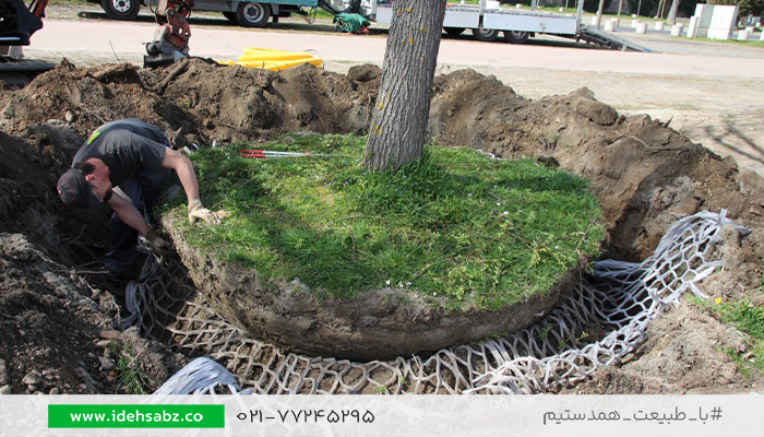 جابه جایی درخت با حفظ ریشه | روت بال