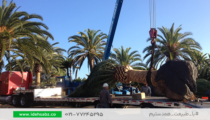 روت بال چیست | شرکت ایده سبز