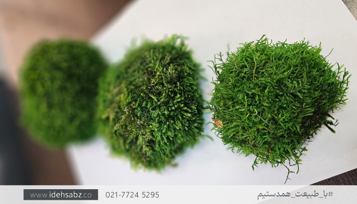 کاربرد خزه توپی شیت (Ball Sheet Moss) | عکس خزه توپی شیت 
