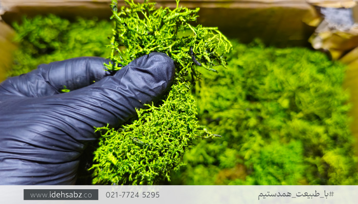 کاربرد خزه دیکسی ریندر (Dixie Reindeer Moss) | عکس خزه دیکسی ریندر