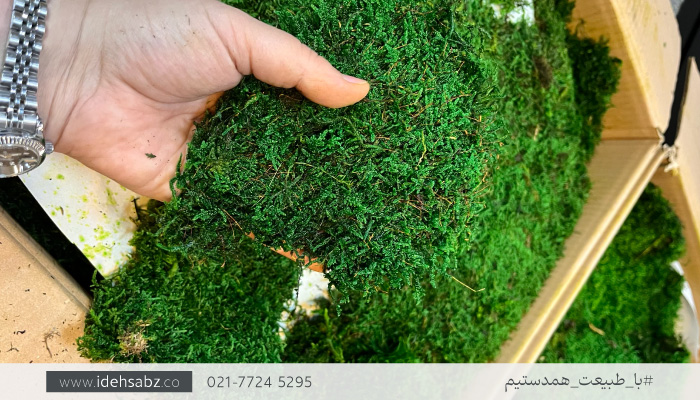 کاربرد خزه شیت (Sheet Moss) | عکس خزه شیت ماس