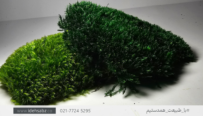 خزه مود ماس (Mood Moss) | عکس خزه مود ماس