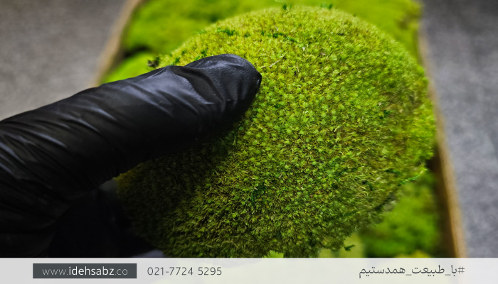 خزه بال ماس (Ball Moss) | عکس خزه بال ماس یا خزه توپی یا خزه توپی