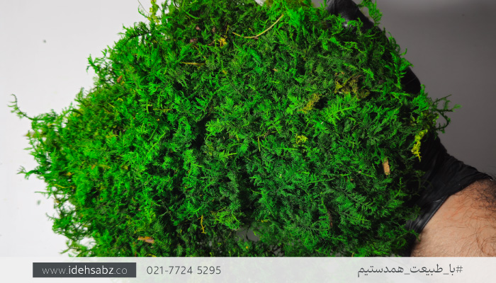 خزه سایپرس (Fern Moss) | عکس خزه سایپرس