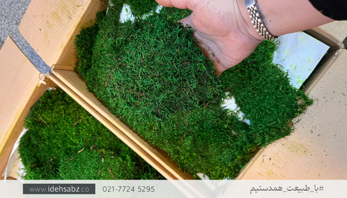 برش و بسته بندی خزه تثبیت شده قبل از ارسال