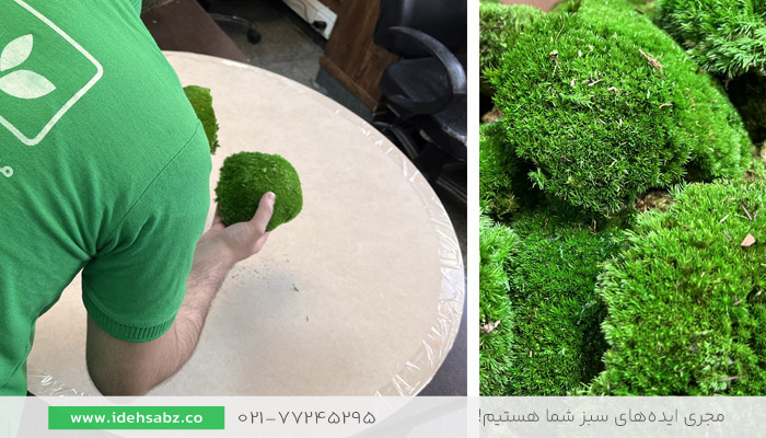 عکس چیدمان خزه در ساخت تابلو خزه&zwnj;ای