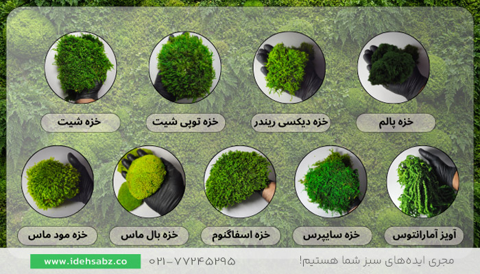 عکس انواع خزه&zwnj;های قابل استفاده در طراحی و ساخت تابلو خزه&zwnj;ای